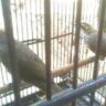 Foto: Dijual Burung Cucak Rowo Medan Jenis Ropel
